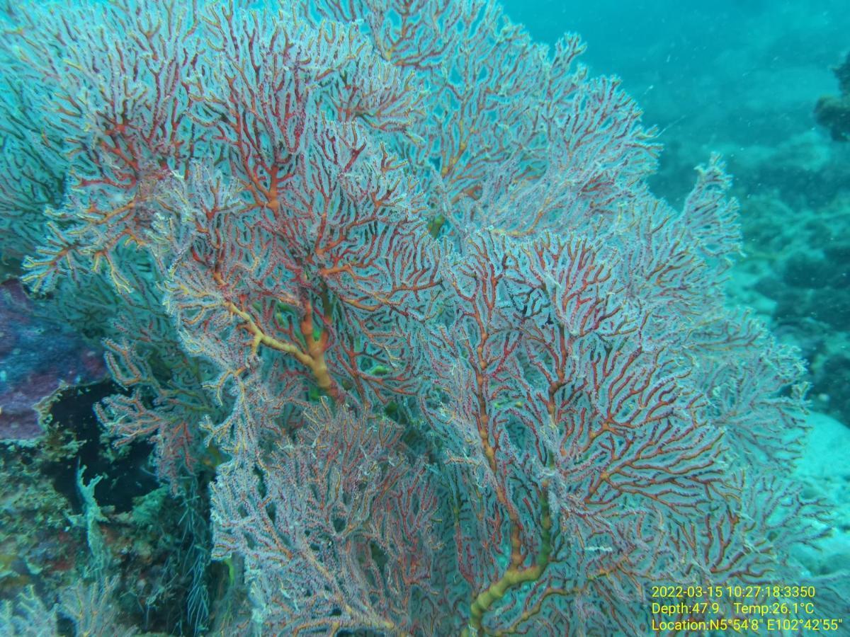 Perhentian Chomel Chalet Kampong Pasir Hantu Exterior foto