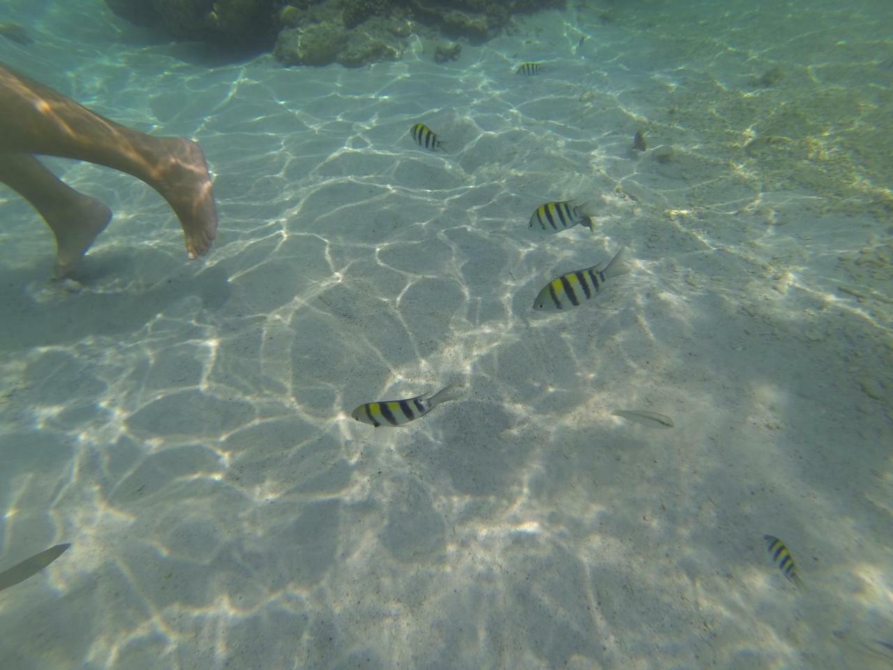 Perhentian Chomel Chalet Kampong Pasir Hantu Exterior foto